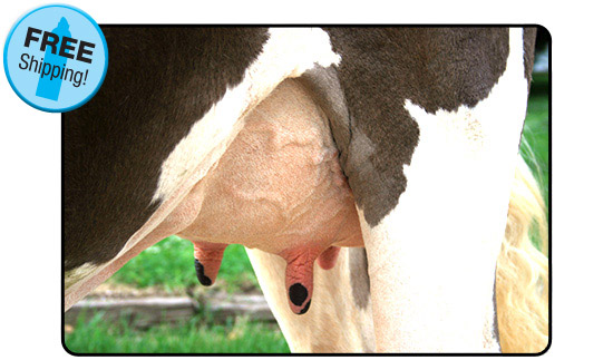 Cow Udder Banner